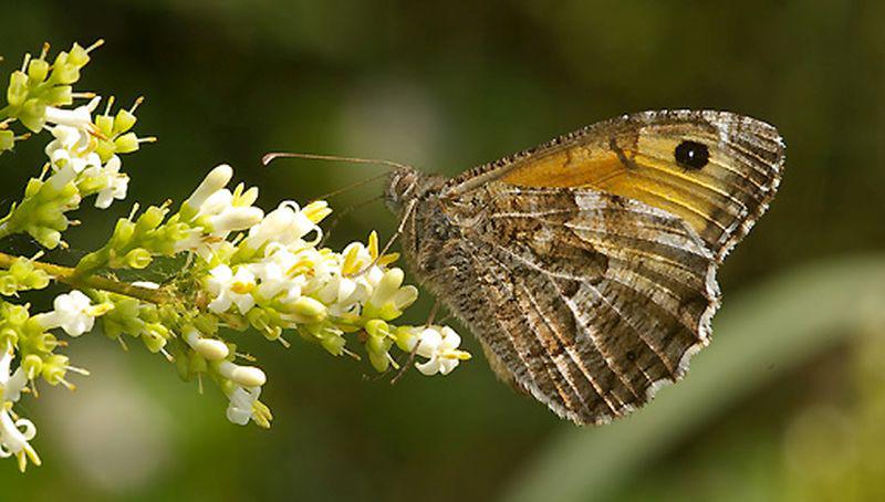 Heivlinder Heivlinder | © Ecomare, Foto Fitis, Sytske Dijksen