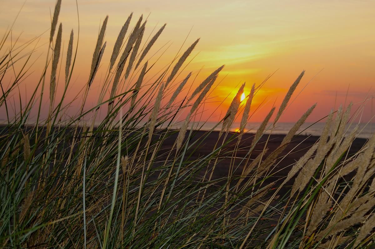 Helmgras bij zonsondergang Helmgras bij zonsondergang | © Foto Fitis, Sytske Dijksen