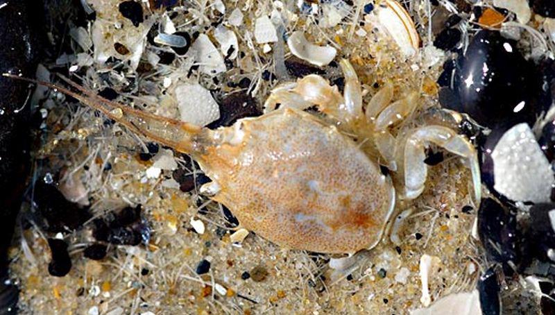 Helmkrab | © Ecomare, Foto Fitis, Sytske Dijksen