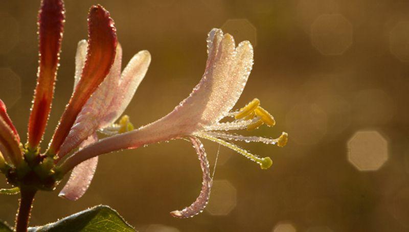 Kamperfoeliebloem | © Foto Fitis, Sytske Dijksen