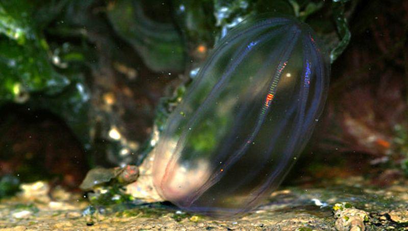 Meloenkwal Meloenkwal | © Ecomare, Foto Fitis, Sytske Dijksen