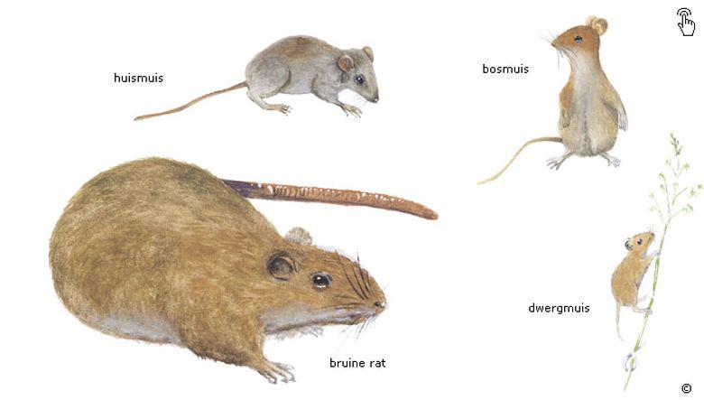 Collage muizen en ratten | © Fitis