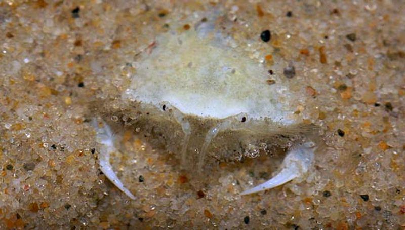 Nagelkrab | © Ecomare, Foto Fitis, Sytske Dijksen