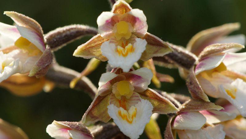 Moeraswespenorchis Moeraswespenorchis | © Ecomare, foto Fitis, Sytske Dijksen