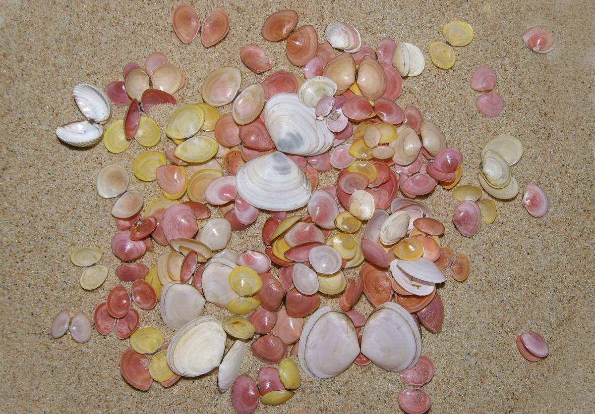 Roze en geel gekleurde nonnetjes tussen enkele platte slijkgapers Nonnetjes en platte slijkgaper | © Ecomare, Foto Fitis, Sytske Dijksen