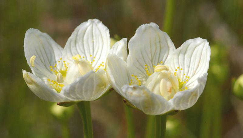 Parnassia Parnassia | © Foto Fitis, www.fotofitis.nl