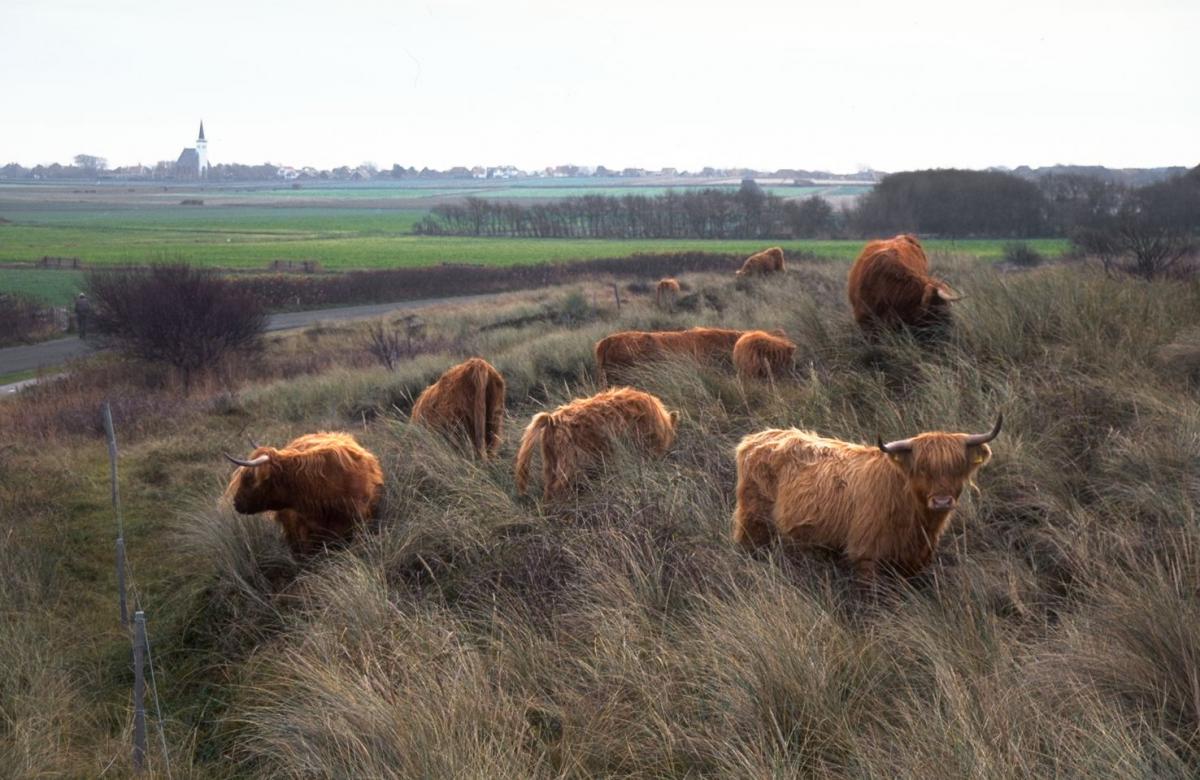 Grazende Schotse hooglanders Grazende Schotse hooglanders | © Foto Fitis