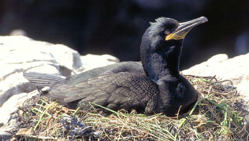 Kuifaalscholver (Farne Islands) | © Ecomare, Foto Fitis