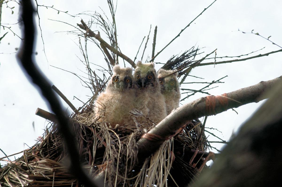Jonge ransuilen | © Ecomare, Salko de Wolf