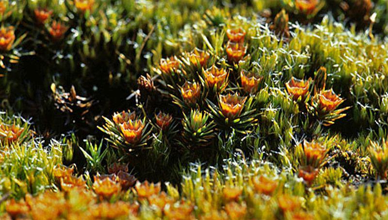 Ruig haarmos Ruig haarmos | © Foto Fitis, Sytske Dijksen