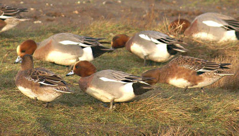 Smienten Smienten | © Ecomare, Foto Fitis, Adriaan Dijksen