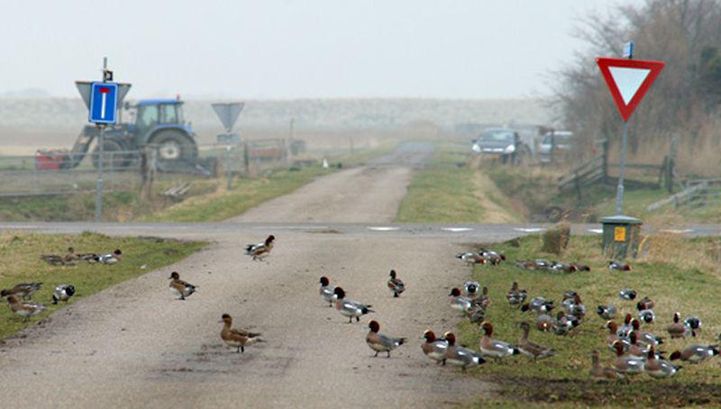 Smienten | © Ecomare, Foto Fitis, Adriaan Dijksen