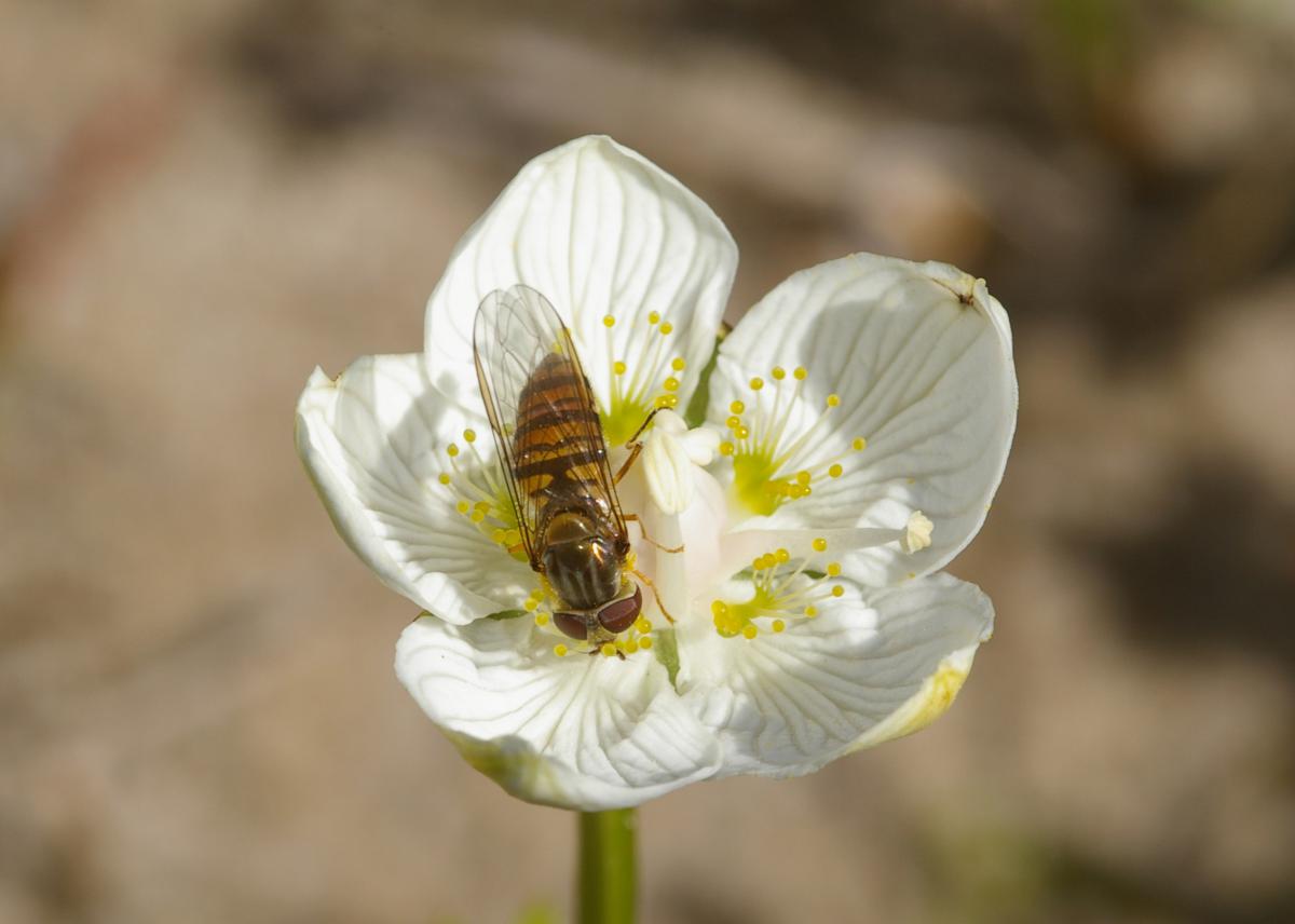 Parnassia met zweefvlieg | © Foto Fitis, Sytske Dijksen