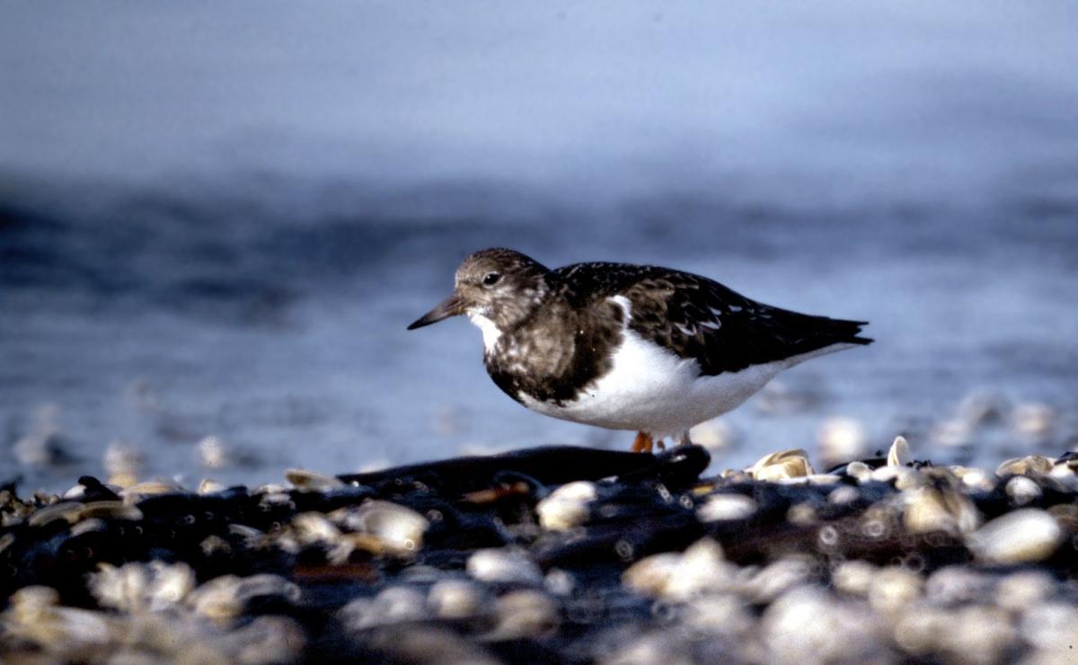 Steenloper Steenloper | © Ecomare, Foto Fitis