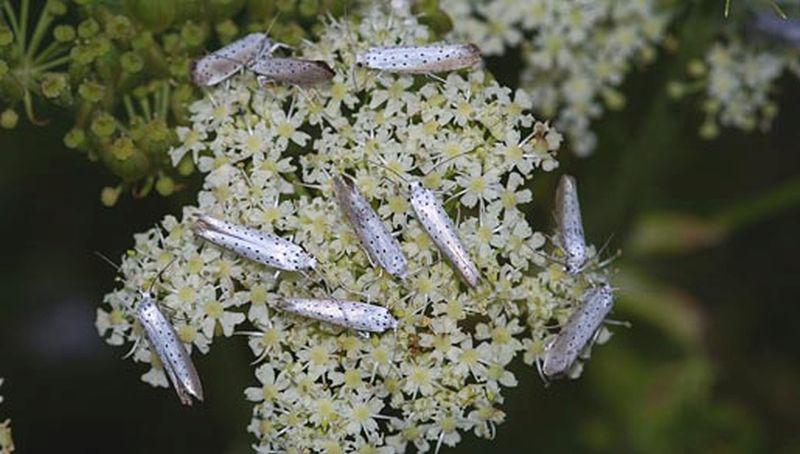 Stippelmot Stippelmot | © Ecomare, Foto Fitis, Sytske Dijksen