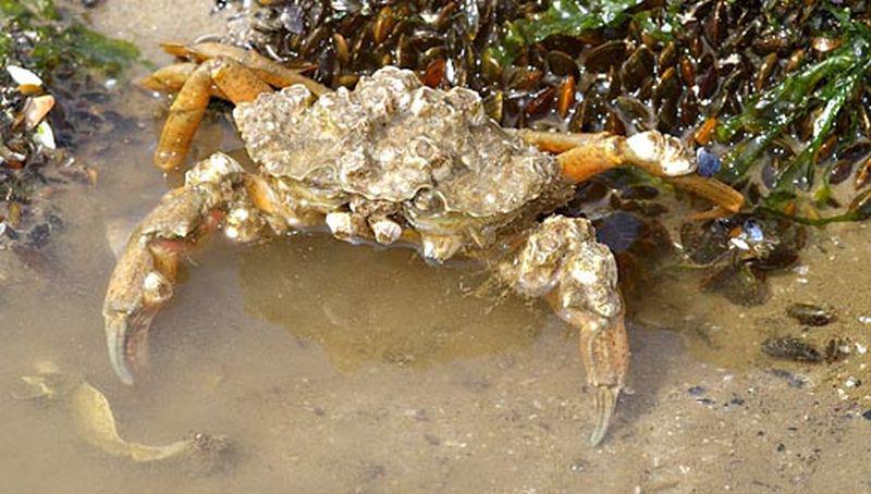 Strandkrab | © Ecomare, Foto Fitis, Sytske Dijksen