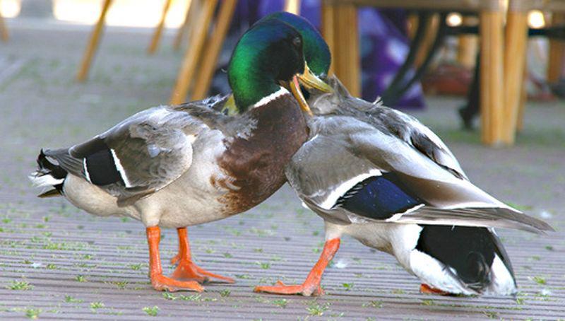Vechtende wilde eenden | © Ecomare, Foto Fitis, Sytske Dijksen