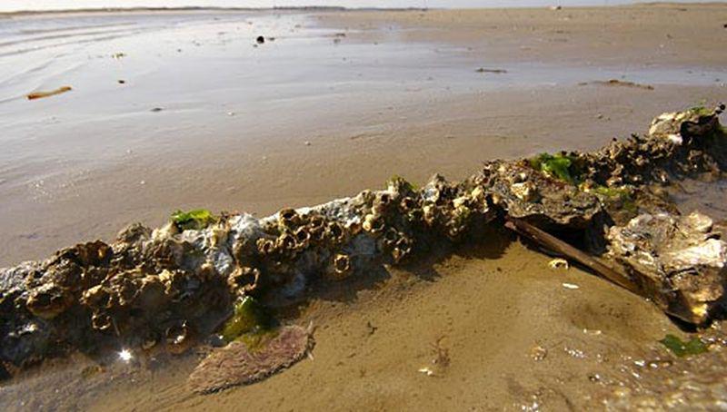 Vlokkige zeeslak op het wad Vlokkige zeeslak op wad | © Ecomare, Sytske Dijksen