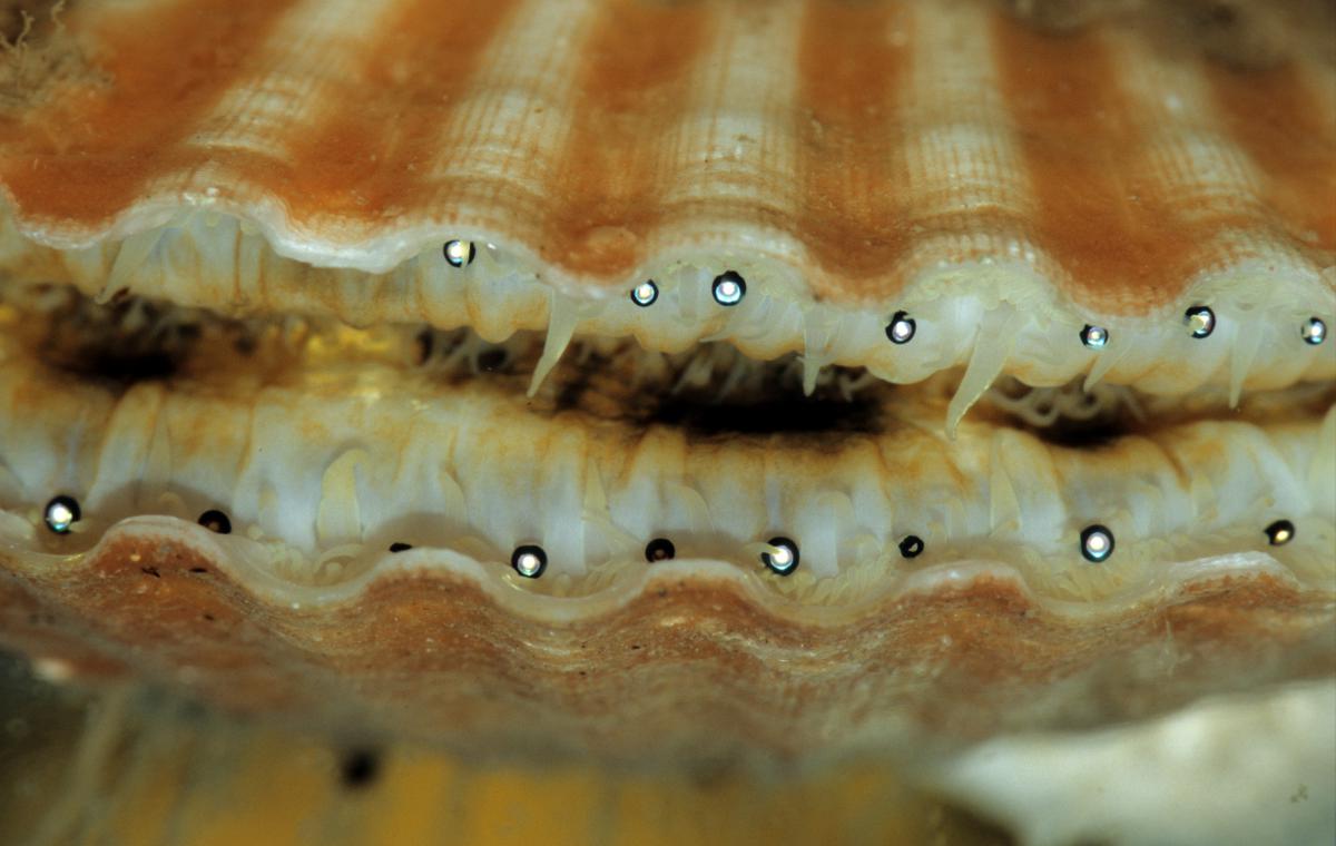 Wijde mantels hebben lichtgevoelige organen op de mantelrand Wijde mantel ogen | © Ecomare, Foto Fitis, Sytske Dijksen