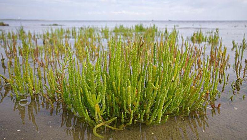 Langarige zeekraal Langarige zeekraal | © Foto Fitis, Sytske Dijksen