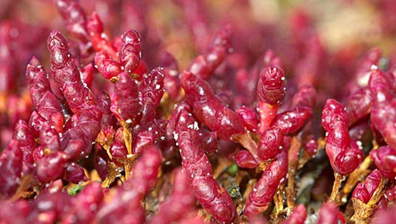 Zeekraal Zeekraal | © Foto Fitis, Sytske Dijksen