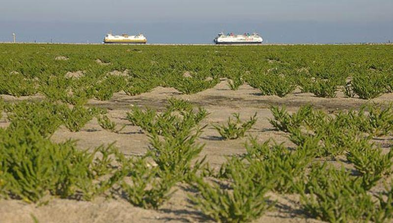 Zeekraal Zeekraal | © Foto Fitis, © Sytske Dijksen