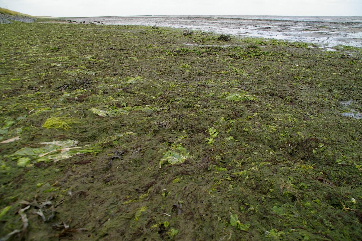 Zeesla langs dijk Zeesla langs dijk | © Foto Fitis