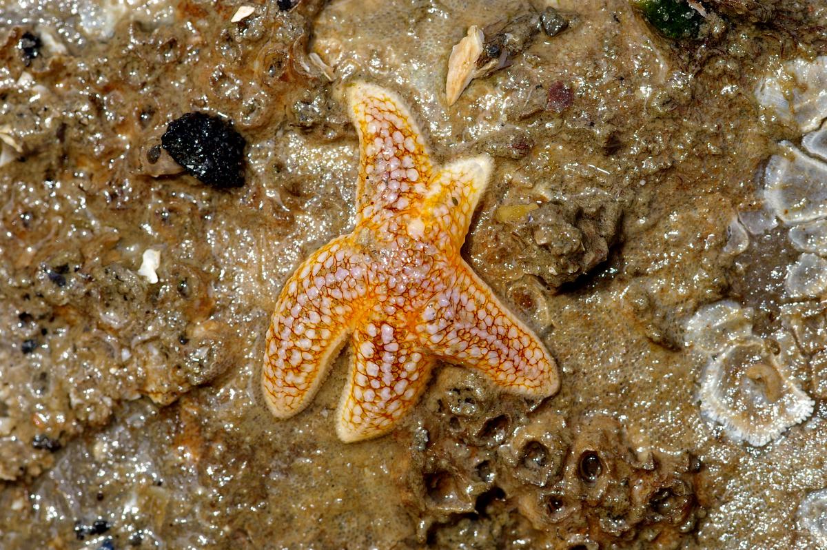 Jonge gewone zeester | © Ecomare, Foto Fitis, Sytske Dijksen