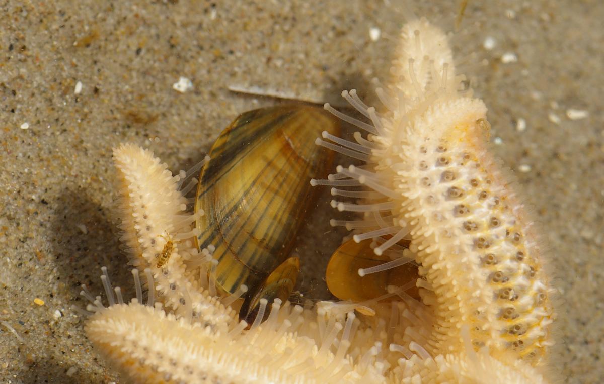 Zeester met mossel | © Ecomare, Foto Fitis, Sytske Dijksen