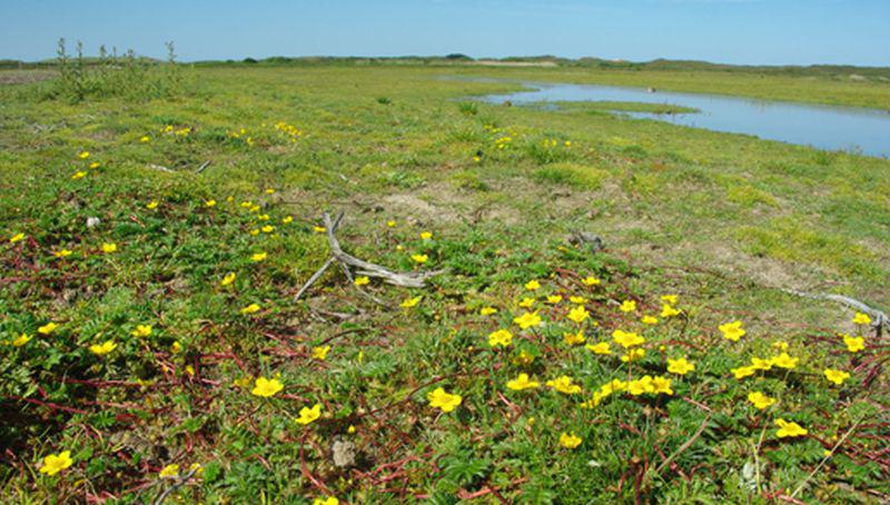 Zilverschoon in De Muy Zilverschoon in De Muy | © Foto Fitis, Sytske Dijksen