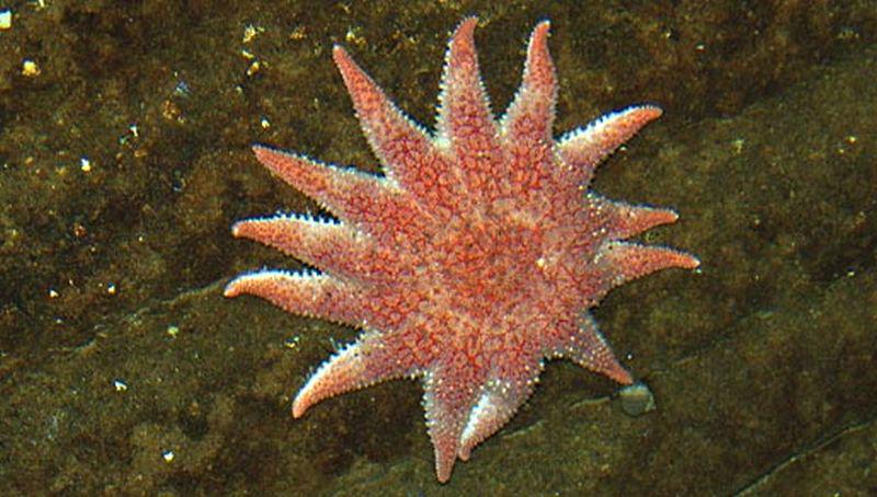 Zonnester Zonnester | © Ecomare, Foto Fitis, Sytske Dijksen