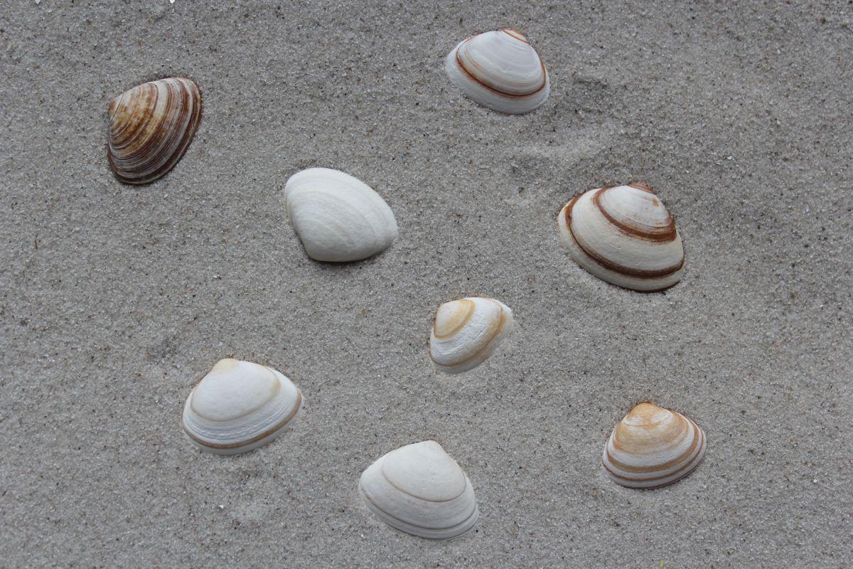 Fossiele ovalen strandschelpen met de typische bruine kleurbanden Fossiele ovalen strandschelp | © VLIZ (Robbe Terryn)