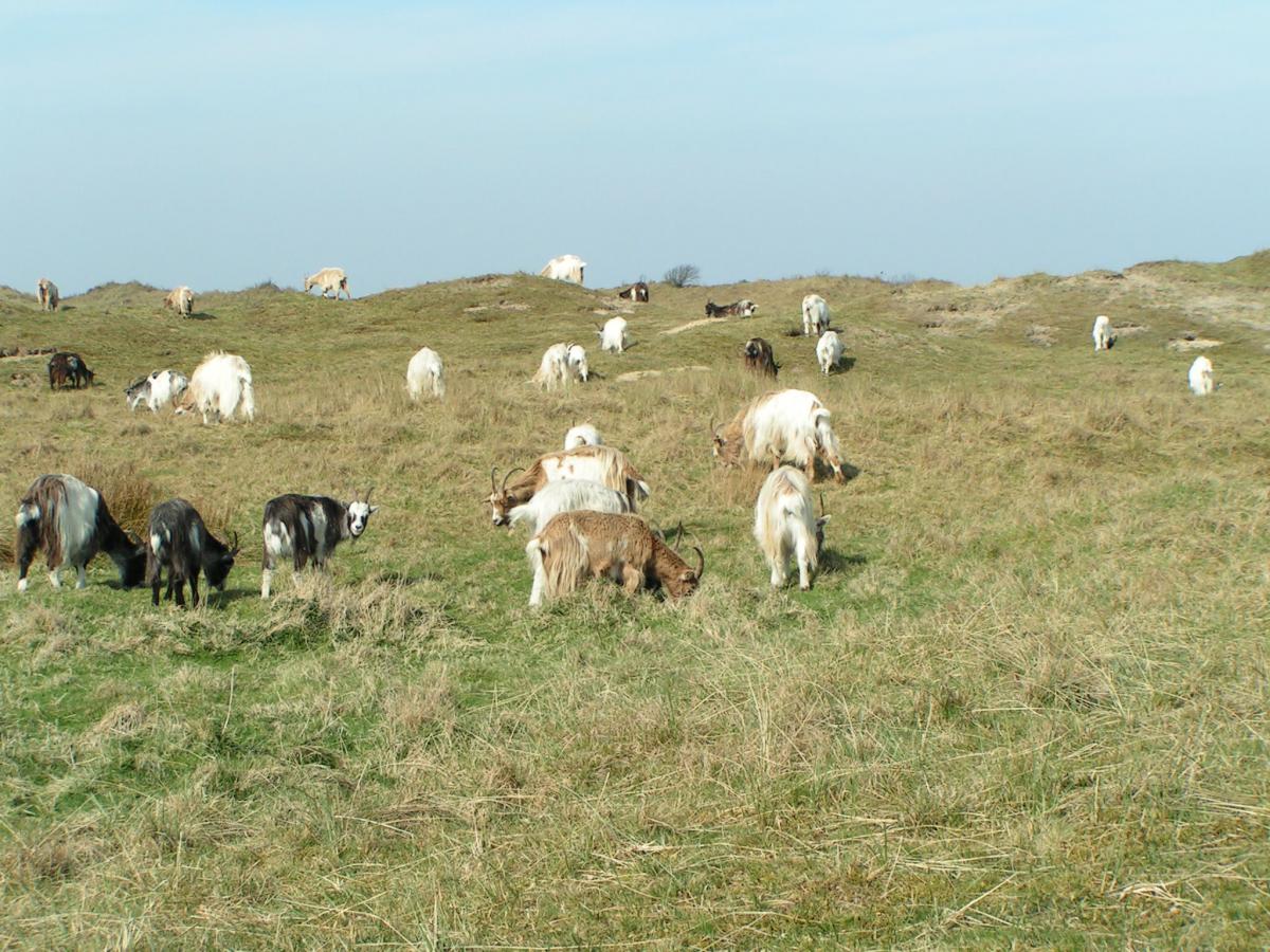 Nederlandse landgeiten, Terschelling Nederlandse landgeiten, Terschelling | © Ecomare, Pam Lindeboom