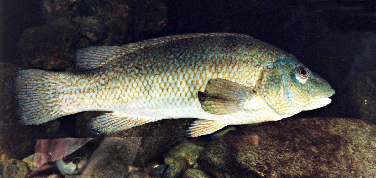 Gevlekte lipvis | © Ecomare, Peter van der Wolf