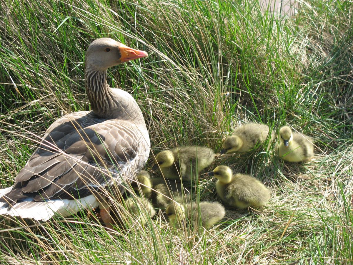 Grauwe gans | © Ecomare