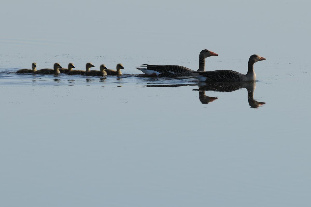 Grauwe gans | © Ecomare