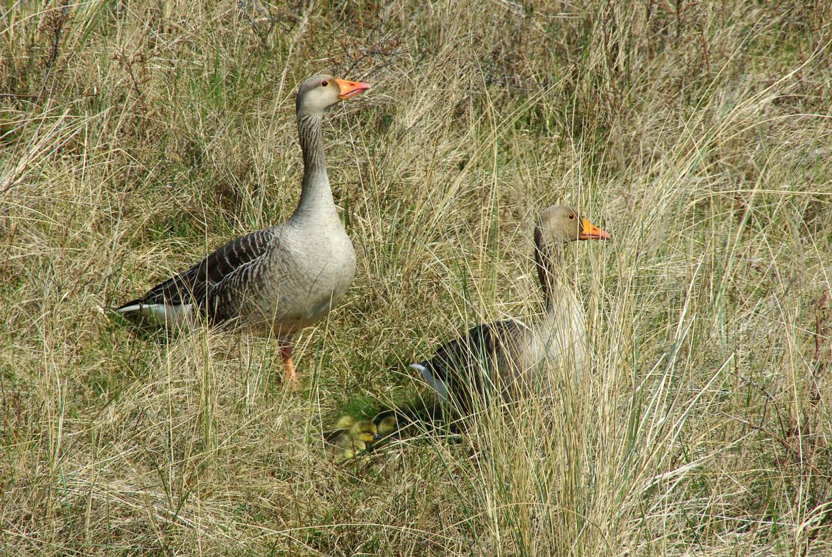 Grauwe gans | © Ecomare