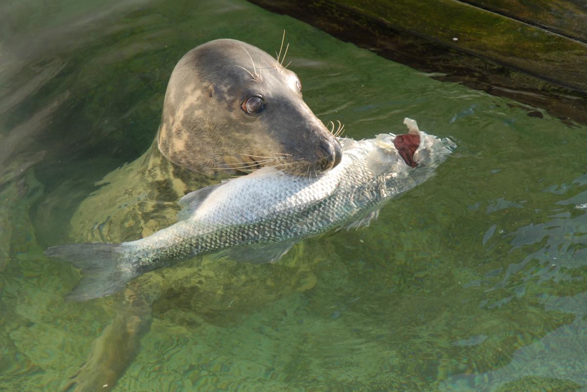 Grijze zeehond met zeebaars | © Ecomare, Salko de Wolf
