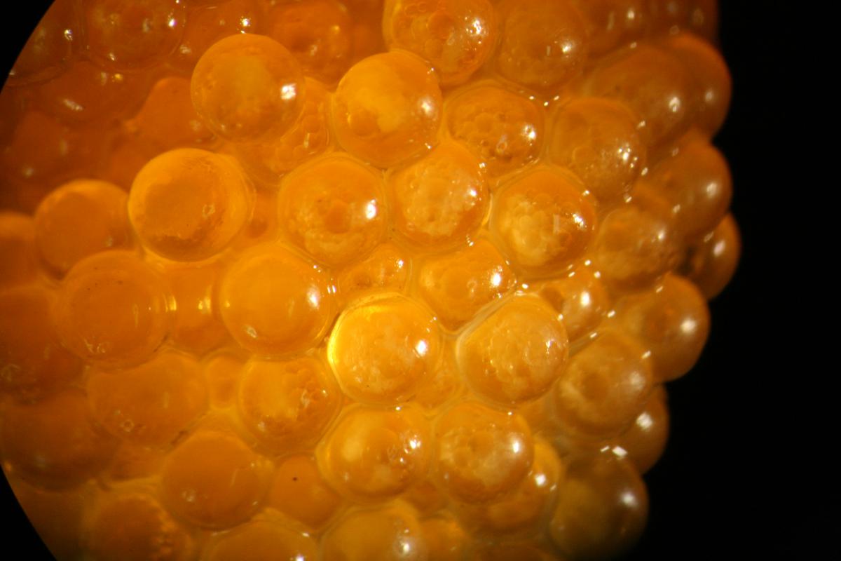 Eitjes harnasmannetje Eitjes harnasmannetje | © Ecomare, Oscar Bos