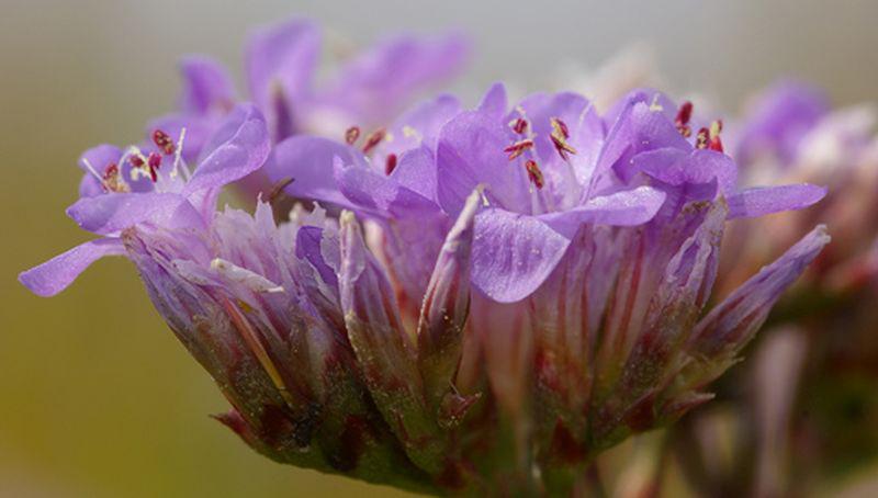 Detailfoto van de bloemen Detailfoto van de bloemen | © Foto Fitis, Sytske Dijksen
