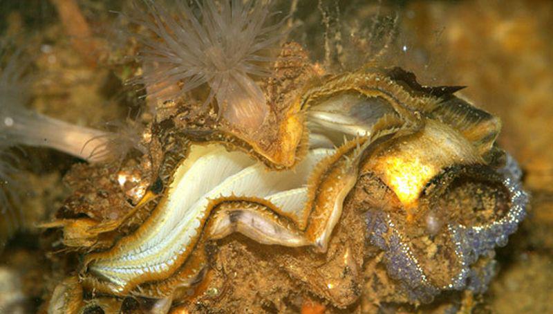 Japanse oester | © Ecomare, Foto Fitis, Sytske Dijksen