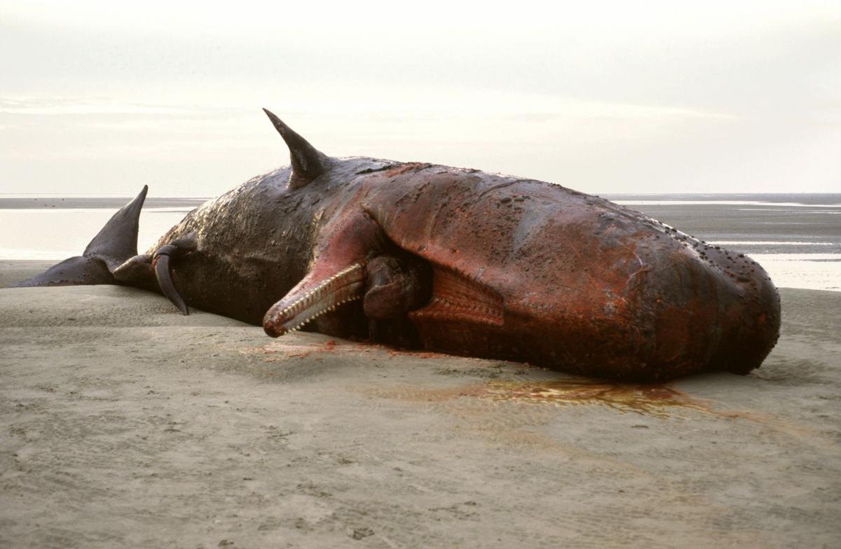 Potvisstranding op Ameland 1994 | © Johan Krol, Natuurcentrum Ameland