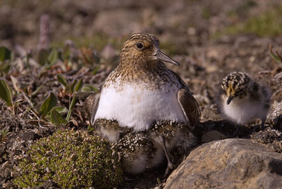 Drieteenstrandlopers Drieteenstrandlopers | © Ecomare, Jeroen Reneerkens