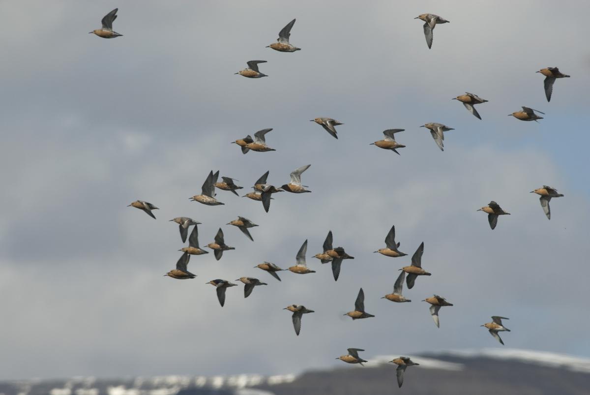 Kanoetstrandlopers in vlucht Kanoetstrandlopers in vlucht | © Ecomare, Jeroen Reneerkens