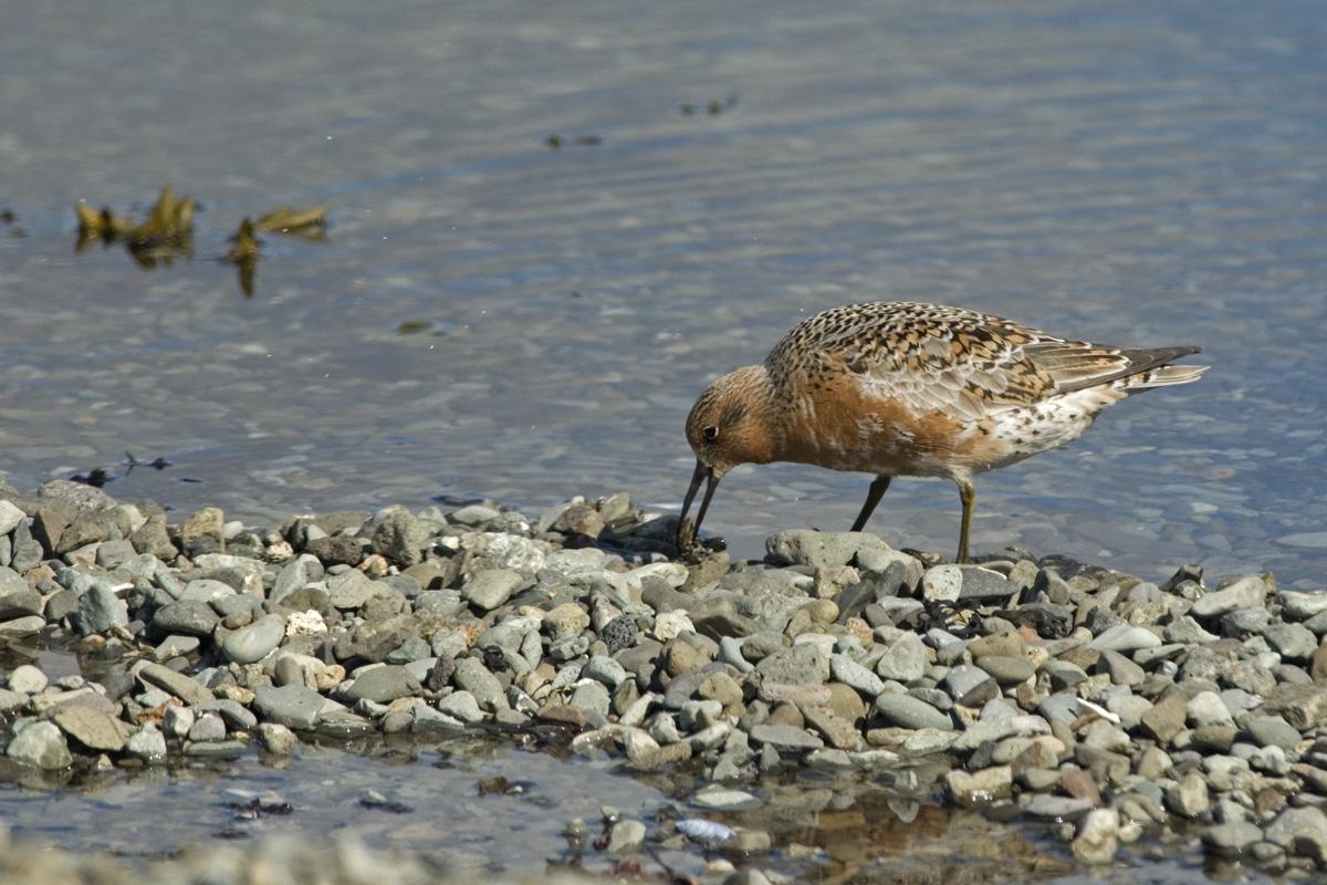 Kanoetstrandloper Kanoetstrandloper | © Ecomare, Jeroen Reneerkens