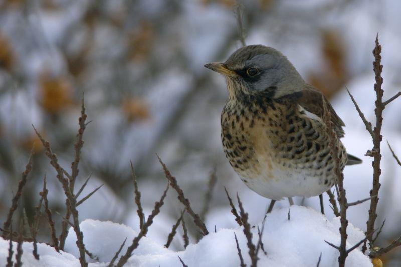 Kramsvogel op duindoorn Kramsvogel op duindoorn | © Ecomare