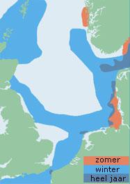 Verspreiding grote mantelmeeuw (Noordzeegebied) | © Ecomare, naar: Important Bird areas for seabirds in the North Sea