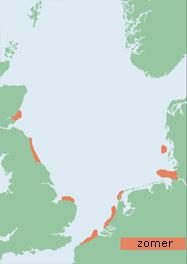 Verspreiding grote stern (Noordzee-gebied) | © Ecomare, naar: important bird areas for seabirds in the North Sea