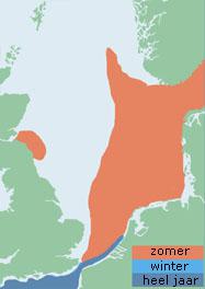 Verspreiding kleine mantelmeeuw (Noordzeegebied) Verspreiding kleine mantelmeeuw (Noordzeegebied) | © Ecomare, naar: Important bird areas for Seabirds in the North Sea