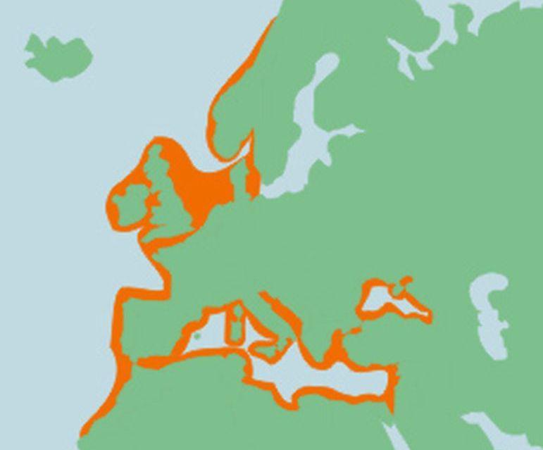 Verspreiding tarbot | © Ecomare, Sherri Huwer